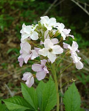 Cardamine à folioles - Cardamine heptaphylla