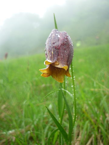 Fritillaire des Pyrénées - Fritillaria pyrenaica