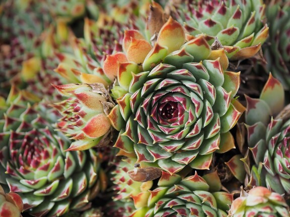 Visite thématique Histoire d'une plante