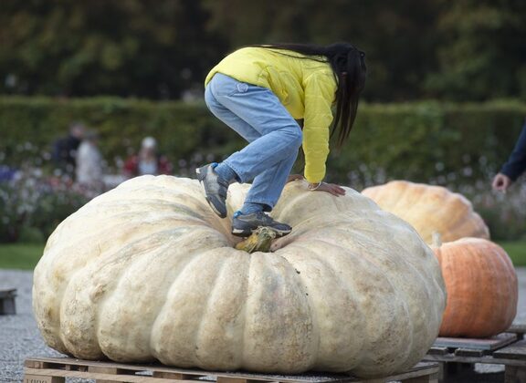 Un Belge bat le record du monde de la plus grosse citrouille | Le Quotidien